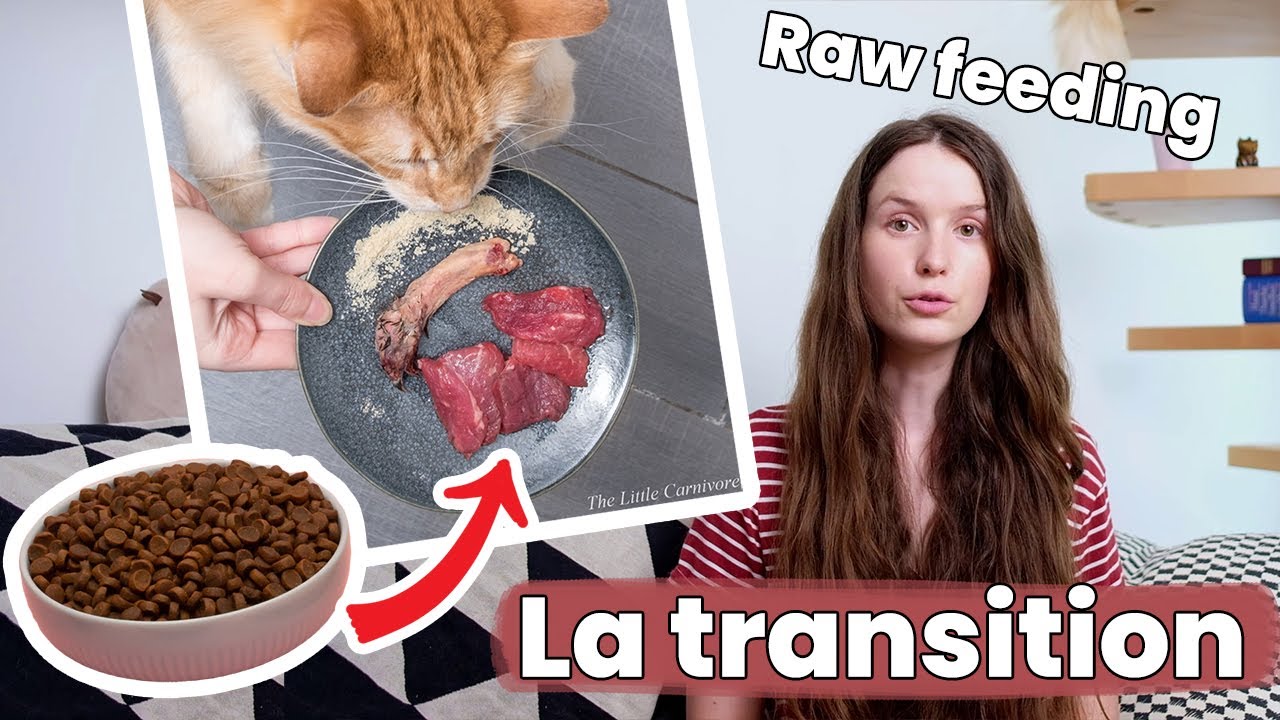 Comment passer son chat à l’alimentation crue ! | Raw Feeding | BARF | Prey Model