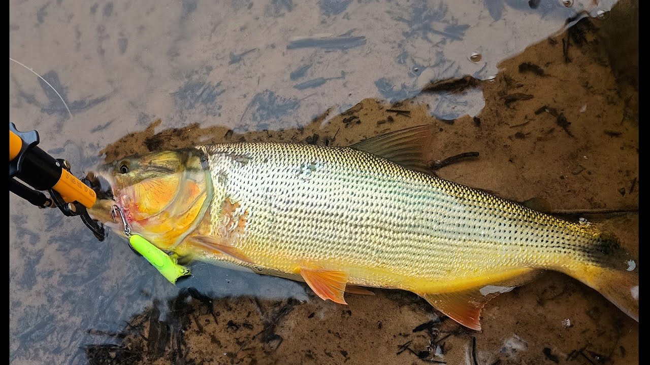 Muitas ações de dourados no Rio Iguaçu 