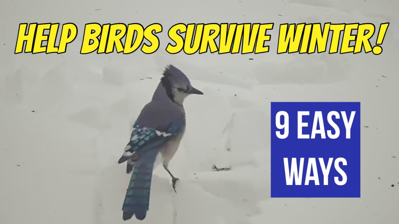 9 Easy Ways to Help Birds 🐦 Survive Winter (They Need Us!)