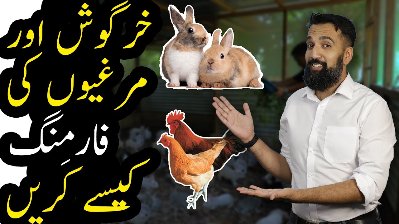 How To Do Chicken And Rabbit Farming | Azad Chaiwala
