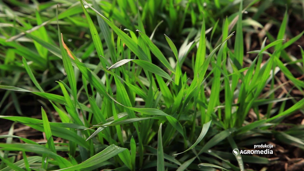 Na Herbicide se Troši Velika Količina Novca - Ovo je Najopasniji Korov Koji se Širi