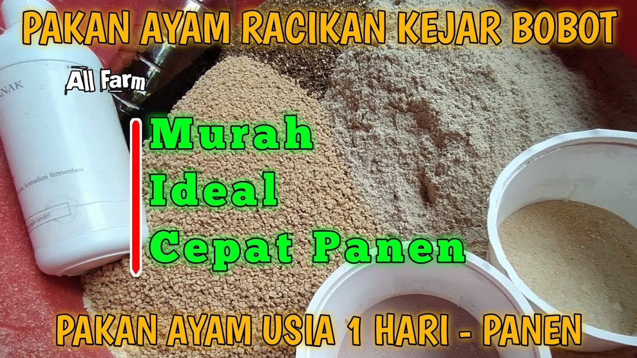 Pakan Ayam Murah Kejar Bobot || Versi III