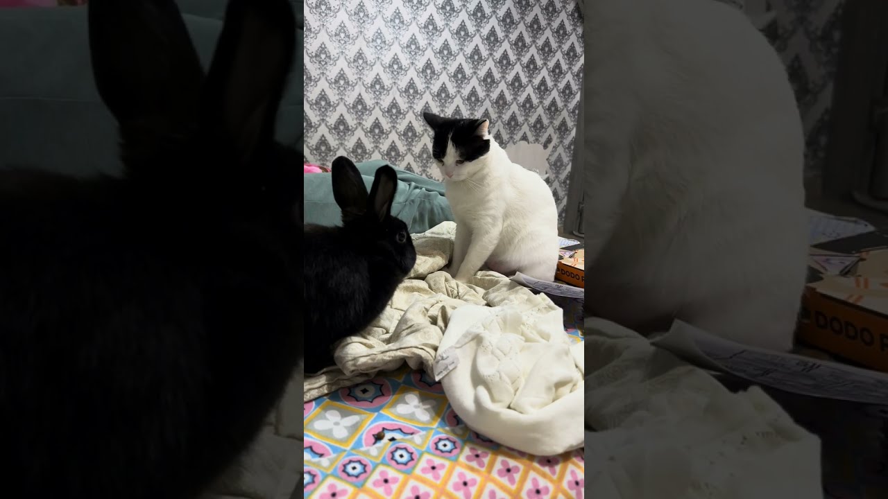 Вырастили цветочек с котиком#cat#bunny#милота#cute#rabbit#pets#цветы#flowers#гүл#кот#мысық#funny 