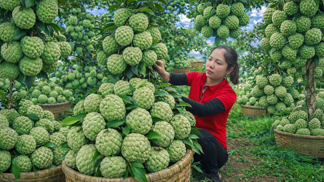 Harvesting 1000 + Kg Giant Mutant Custard Apple To Sell At Market | Tieu Ca Free Bushcraft