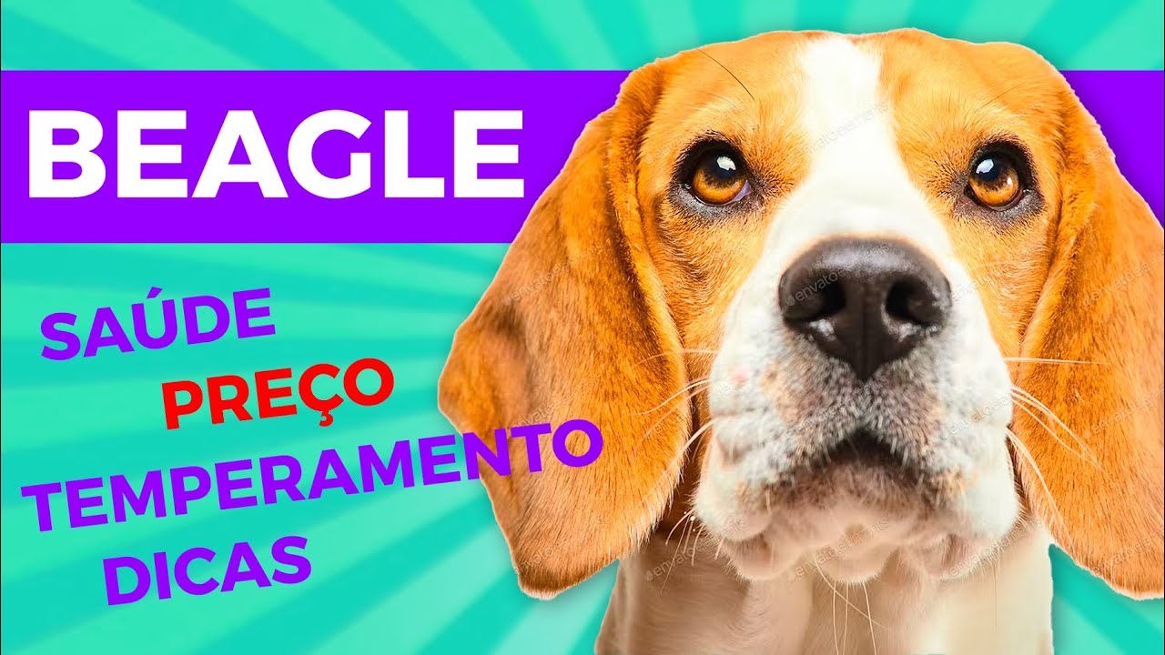 TUDO SOBRE BEAGLE: GUIA COMPLETO!