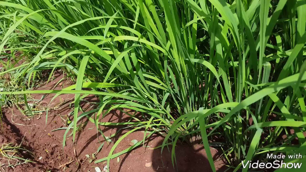 MAVUNO MENGI YA MPUNGA KWA KUTUMIA MAJI KIDOGO