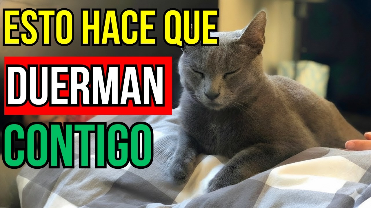 ¡Las VERDADERAS razones por las que tu gato DUERME contigo! 😴🐈