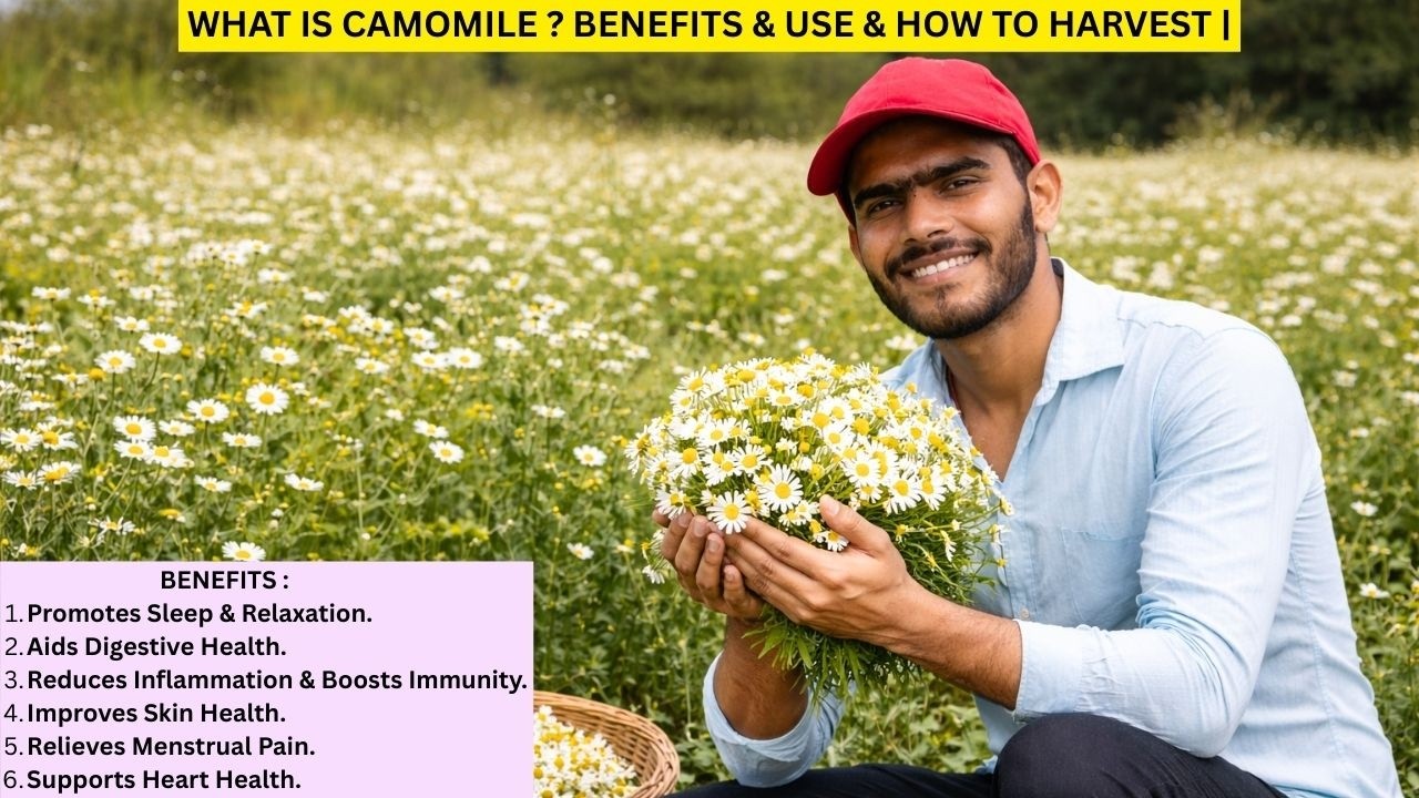 कैमोमाइल क्या है? | पेट, नींद और पाचन के लिए रामबाण औषधि | Chamomile Farming