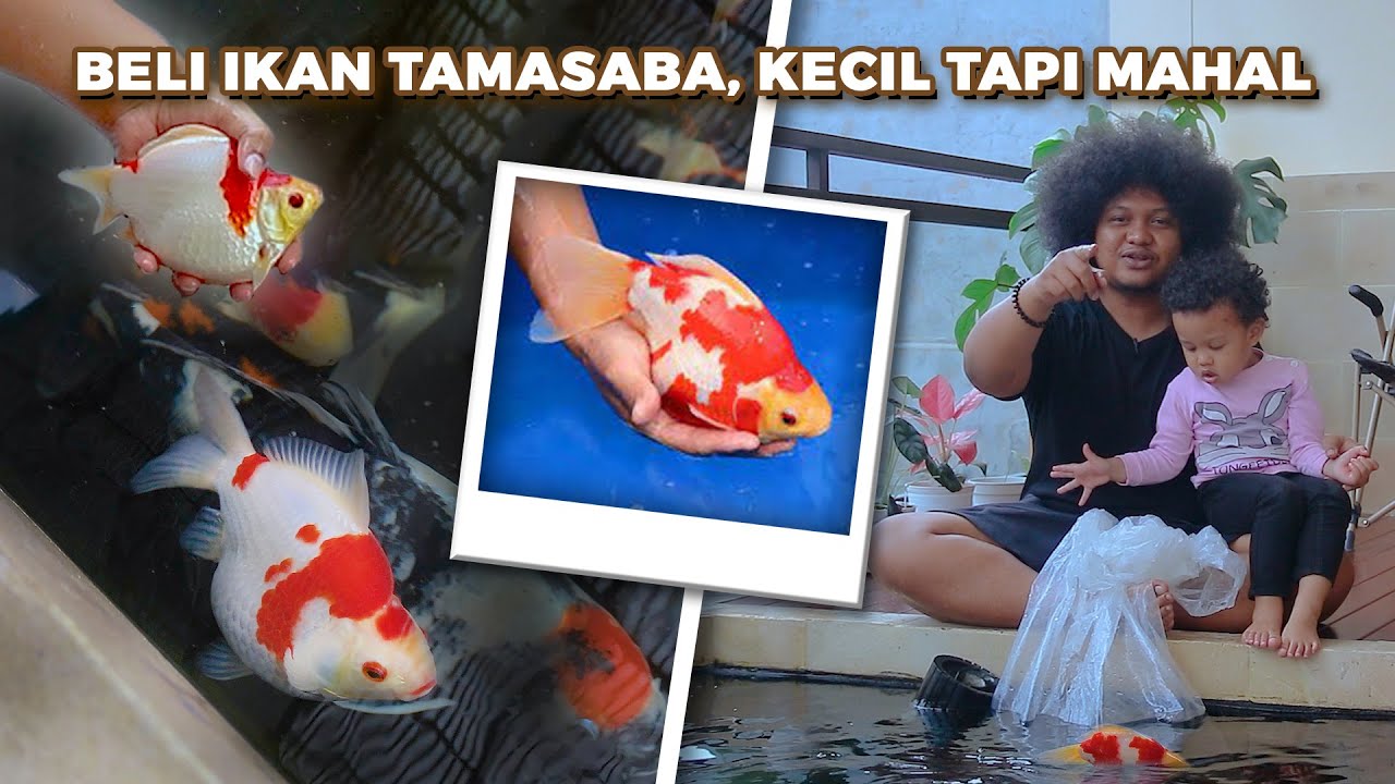 IKAN TAMASABA, IKAN IMUT ISTIMEWA PERSILANGAN KOI & KOKI | BABE FISH
