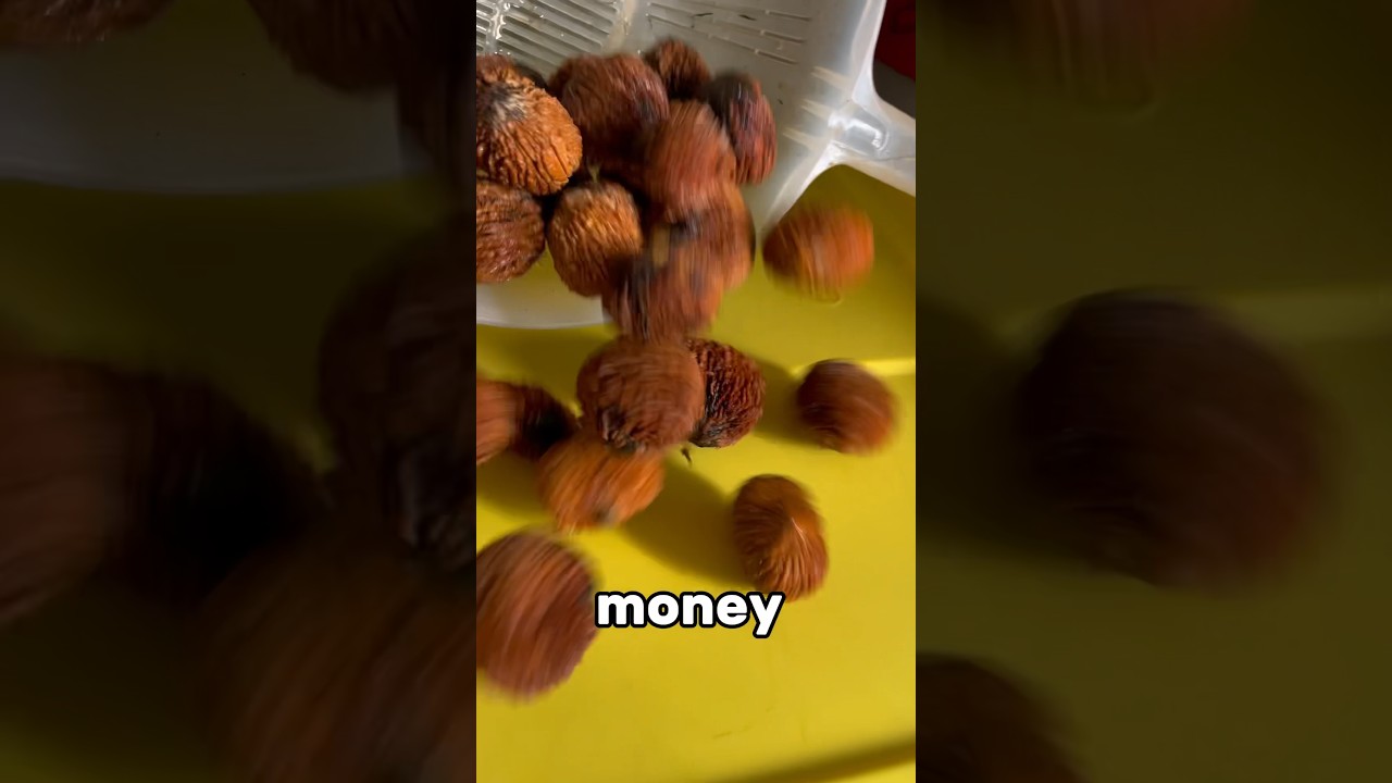 I tried eating walnuts from the wild 🌳