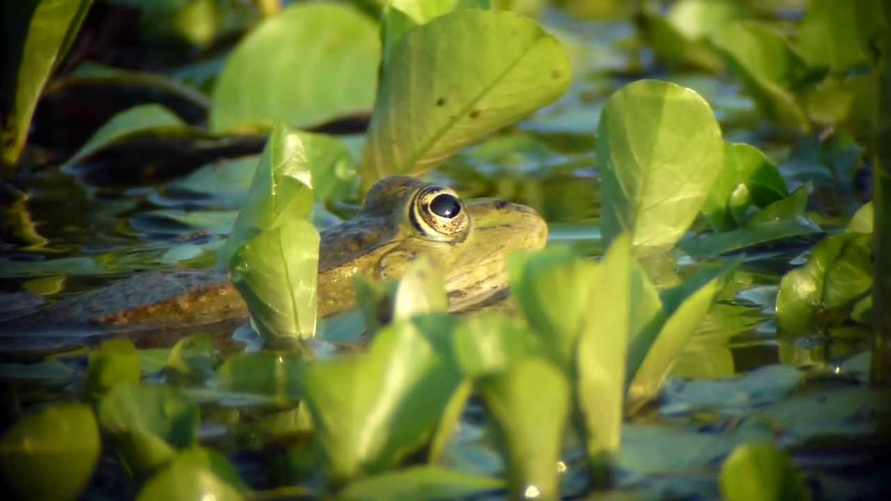 Grenouille concours swarovski digiscoper of the year 2013