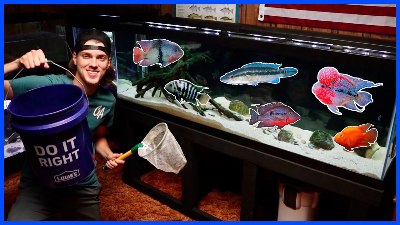 Moving EXOTIC FISH To NEW 125G AQUARIUM!