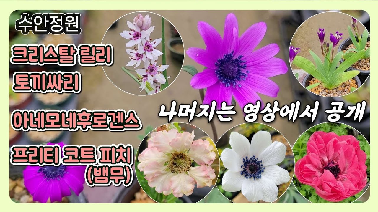 (0302)매년 커지는 다년생 #야생화, 이번주 추천 공개