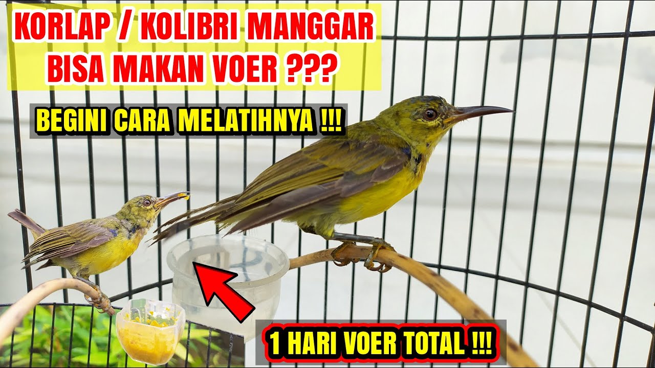 CARA MUDAH MELATIH KORLAP / KOLIBRI MANGGAR MAKAN VOER !!!