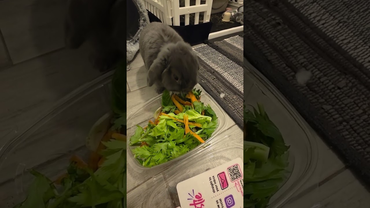 Nana gave Smokey treats 😍 #farmlife #bunny #hollandlop #eating #fyp 