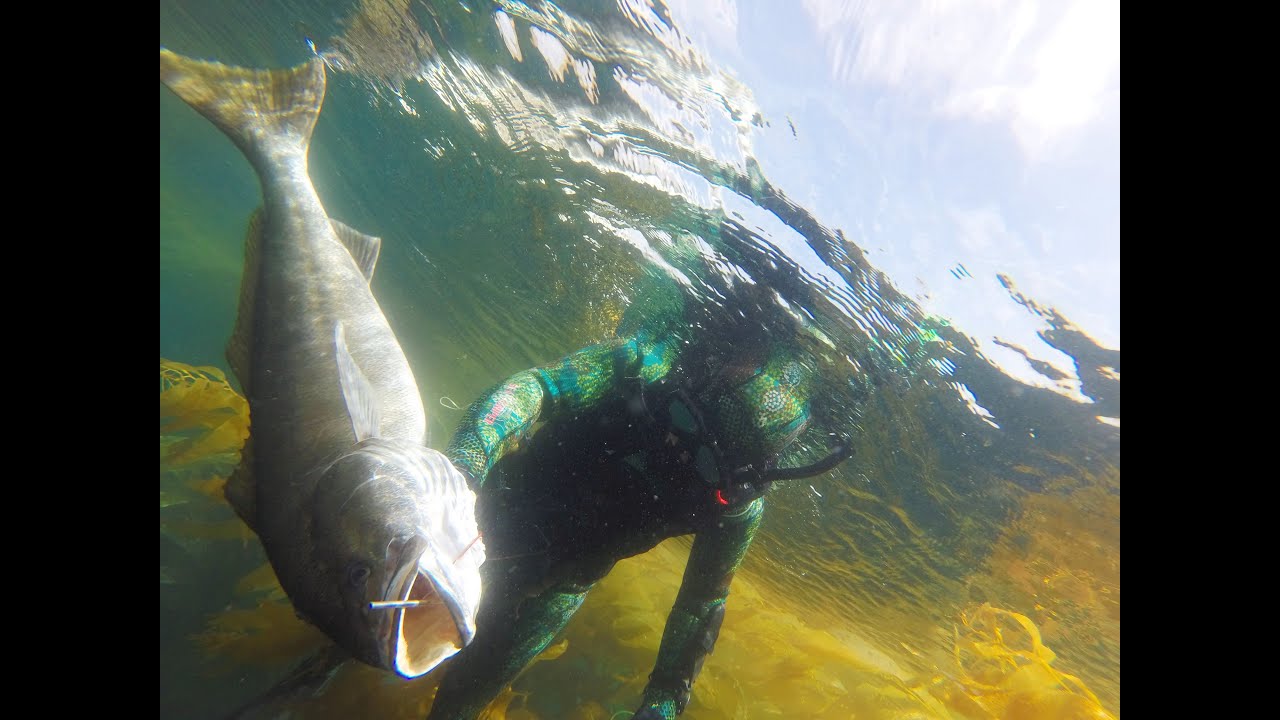Southern California Spearfishing - Yellowtail White Seabass Hammerhead Shark
