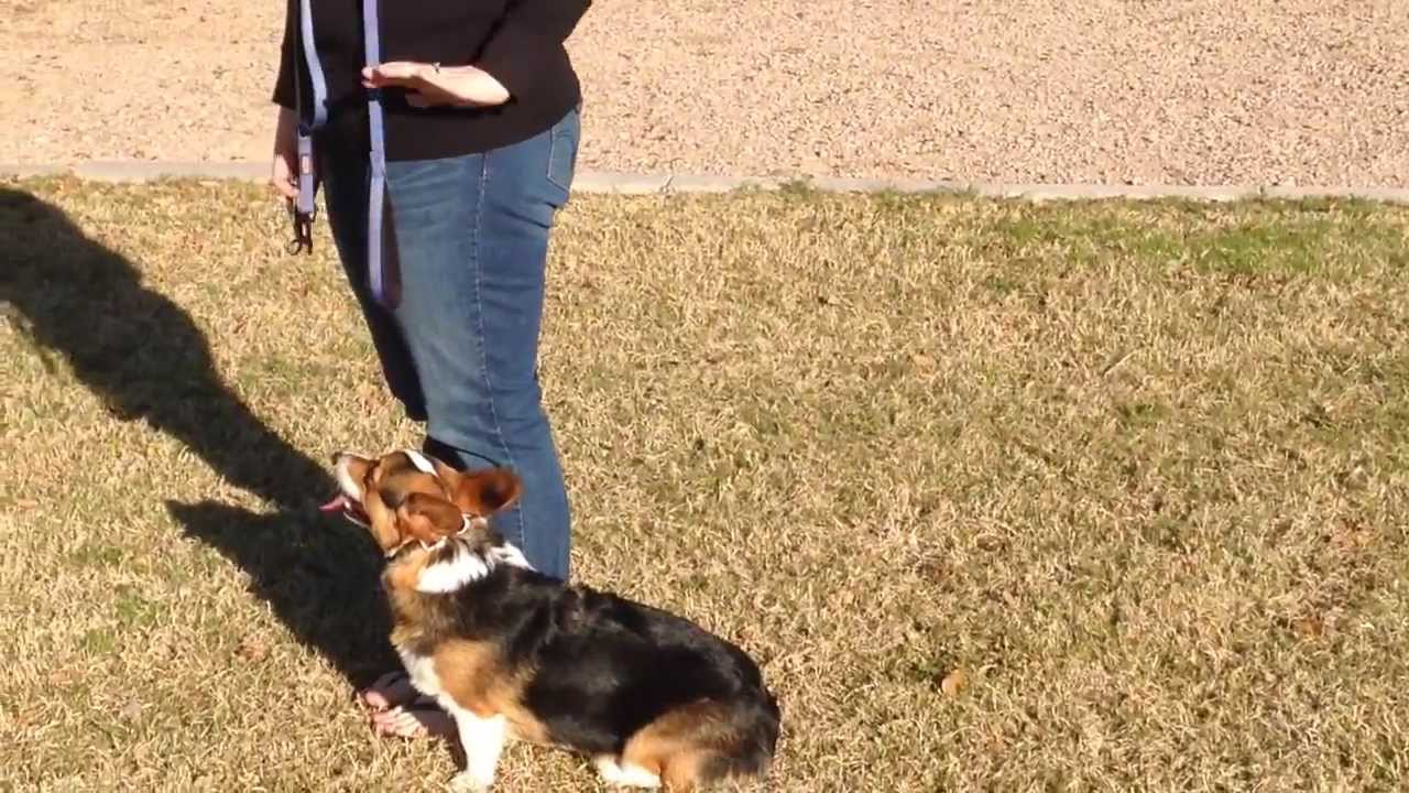 Dog Training North Phoenix, AZ