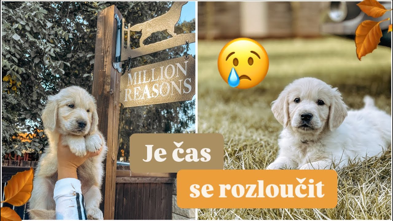 🐾😢JE ČAS SE ROZLOUČIT…🧡| jména štěňátek 🐶🍂| výbavička do nového domova🏠🧡| Vrh F