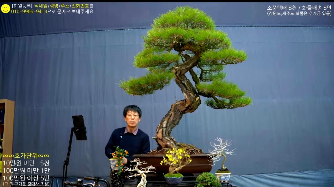 😊3월 8일(日) 215회차 Live 방송 【스마일분재경매(韓国の盆栽/Korean Bonsai)】