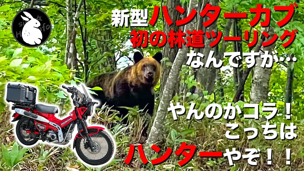 初めて林道ツーリングしたらヒグマとご対面 [ハンターカブ]
