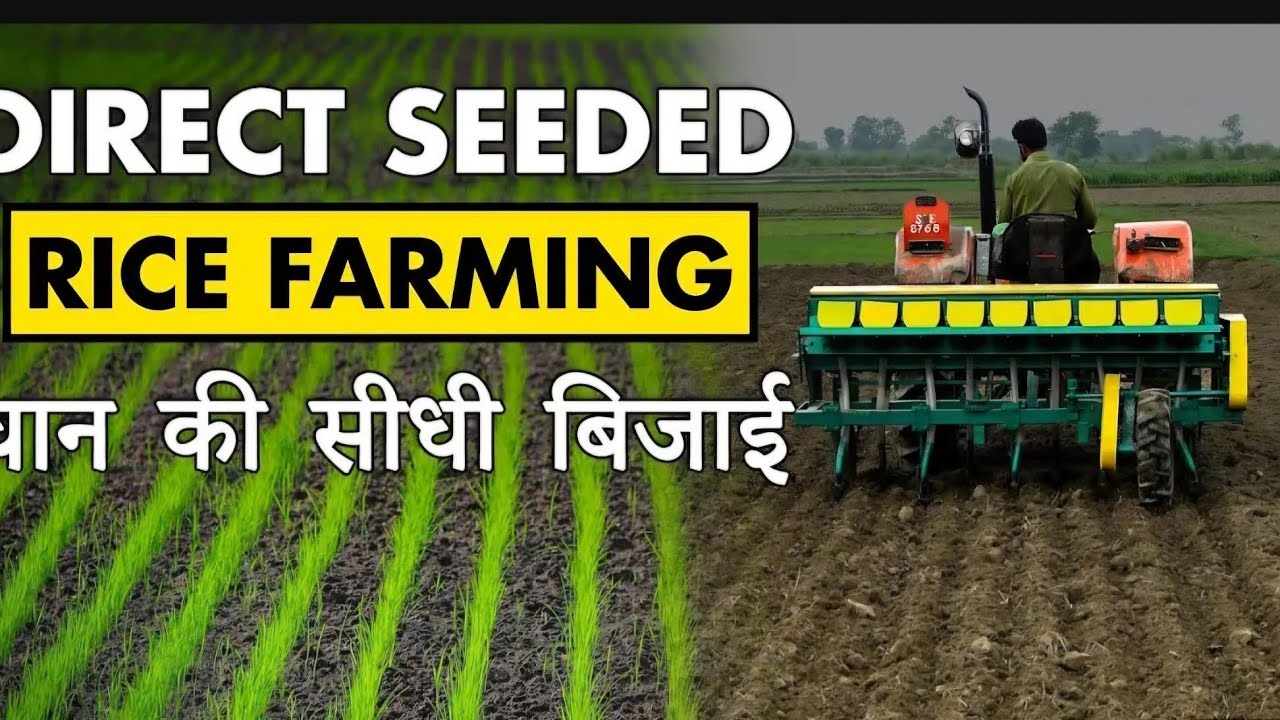 Paddy cultivation | By DSR method | Direct sowing of paddy | DirectSeeding