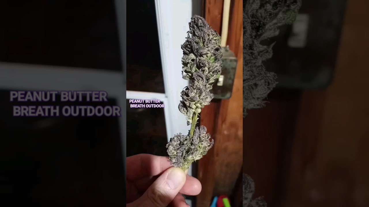 Outdoor Peanut Butter Breath