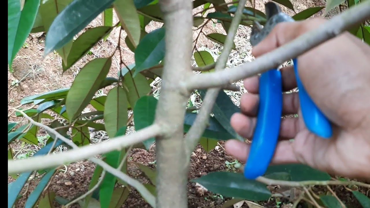 Pemangkasan/Pruning Durian Awal Setelah Tanam.