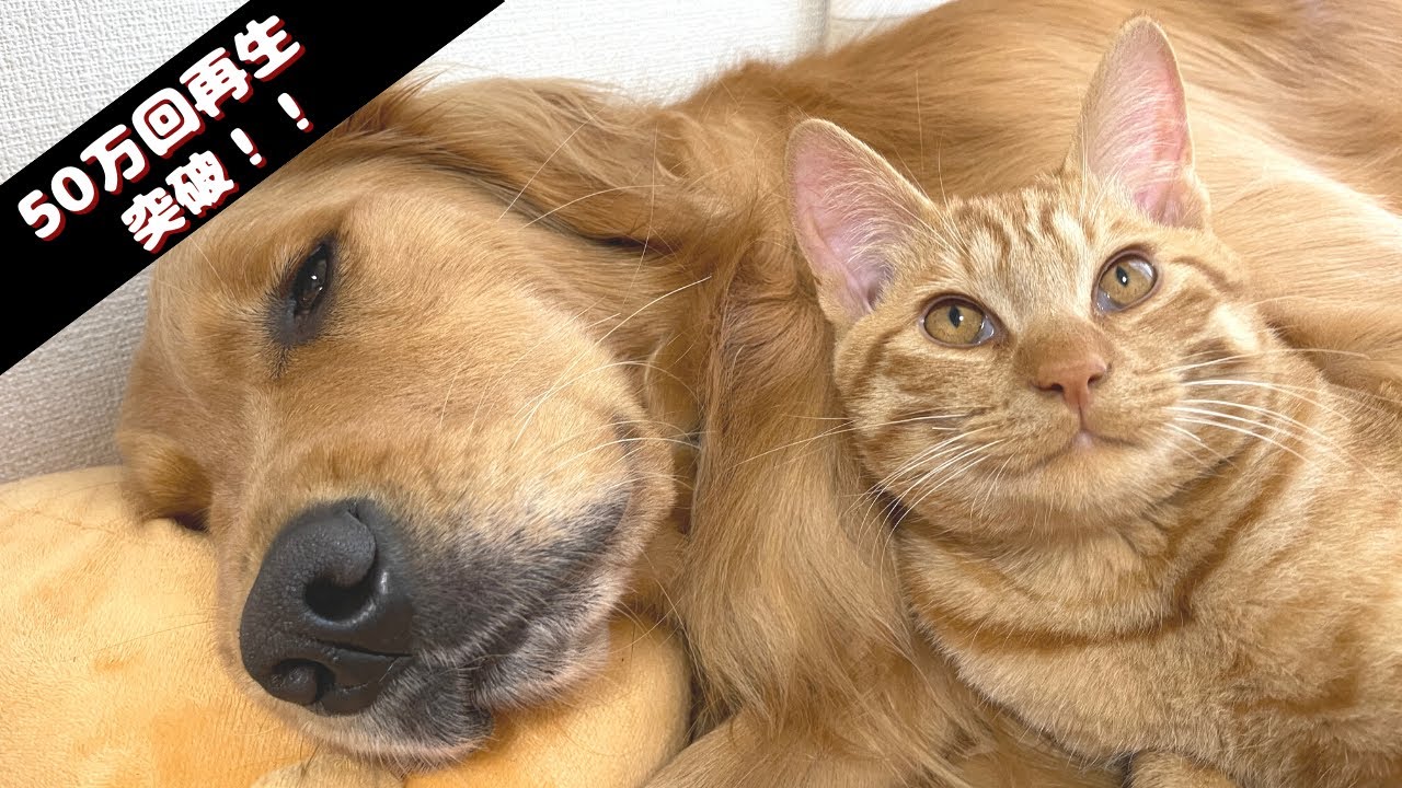 ゴールデンに育てられた子猫が一緒に生活するうちにゴールデンのようになりました