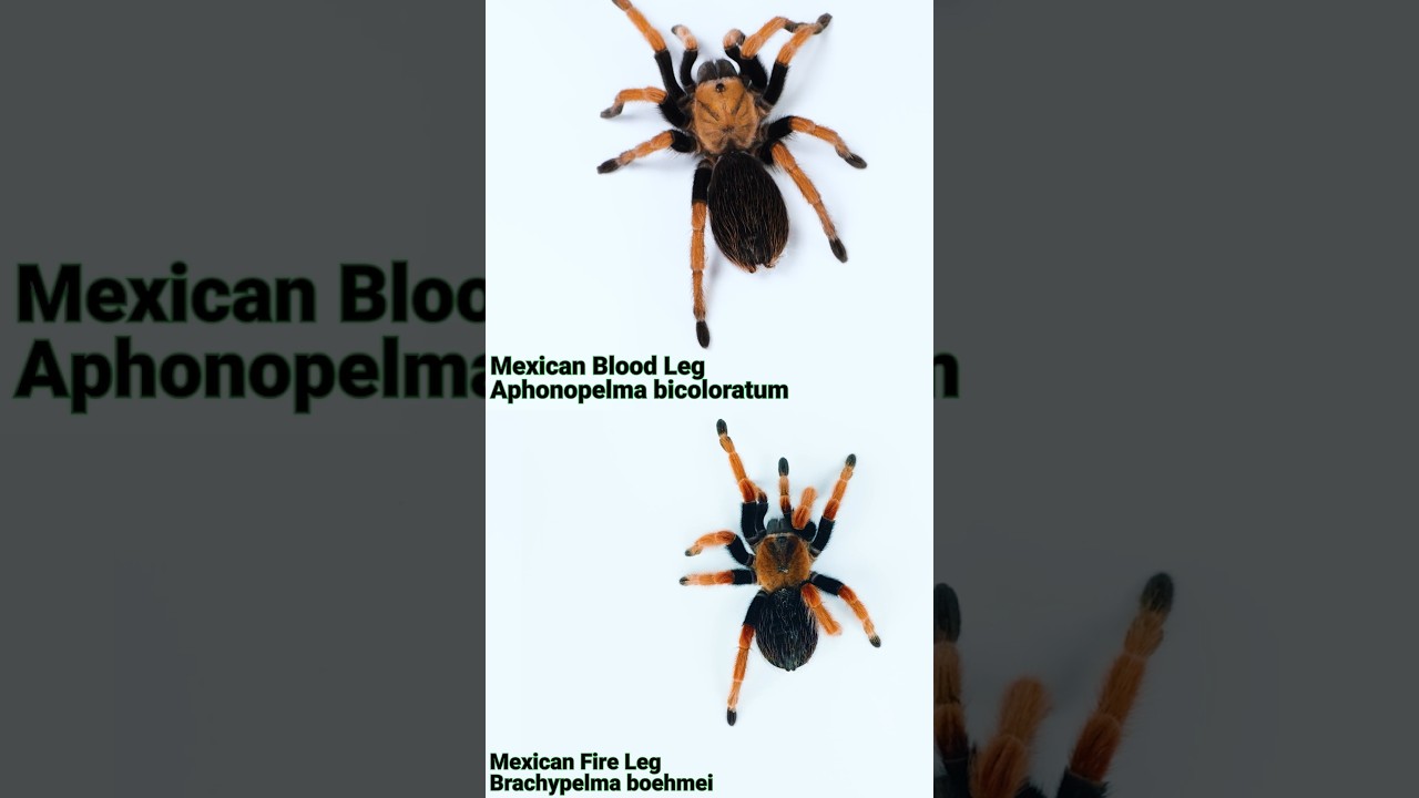 Blood Leg vs. Fire Leg! Brachypelma boehmei or Aphonopelma bicoloratum - which do you like most?