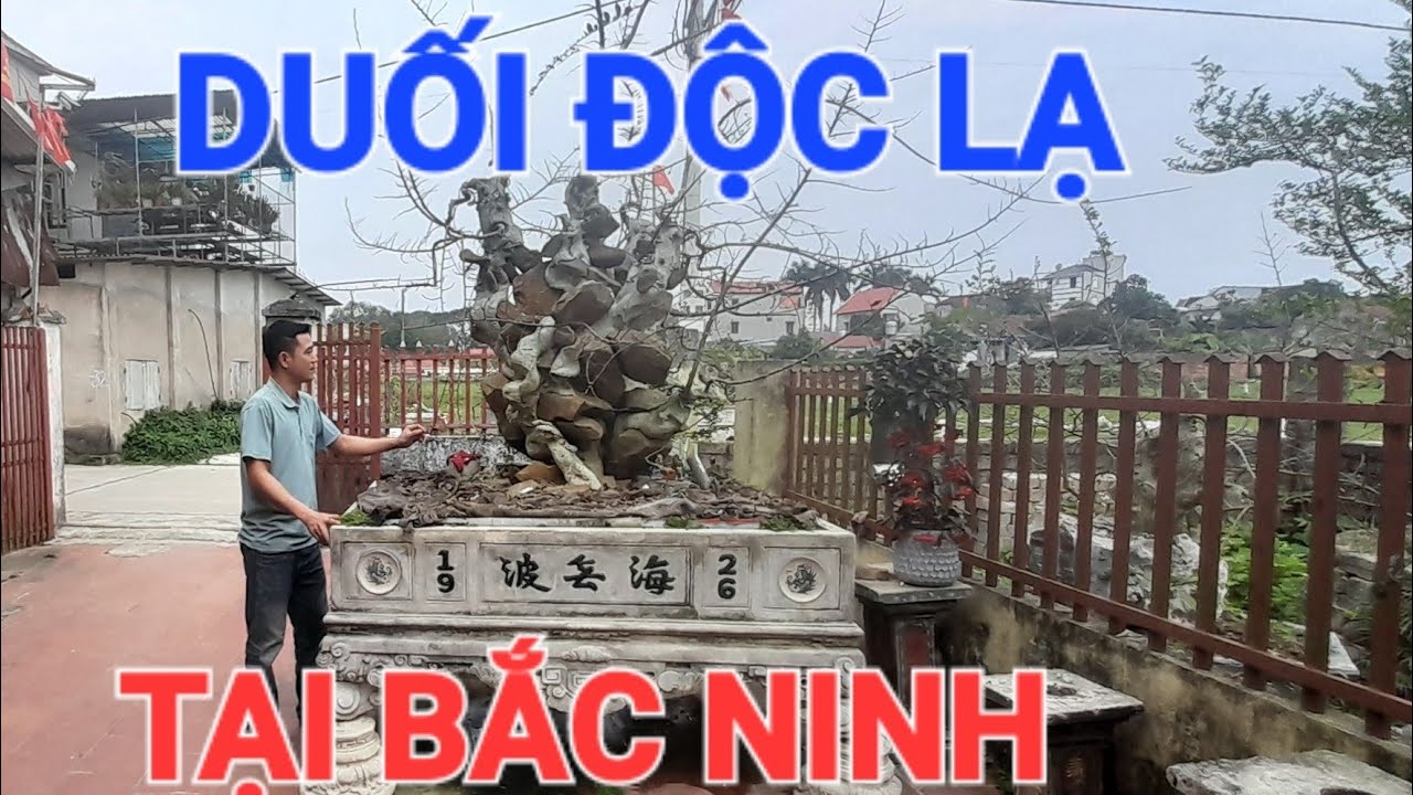 Giới thiệu cây Duối độc lạ vườn Ngọc Linh đt 0332446931.