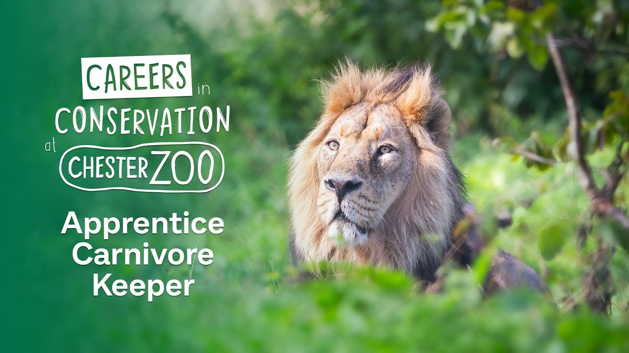 Chester Zoo Careers - Apprentice Carnivore Keeper