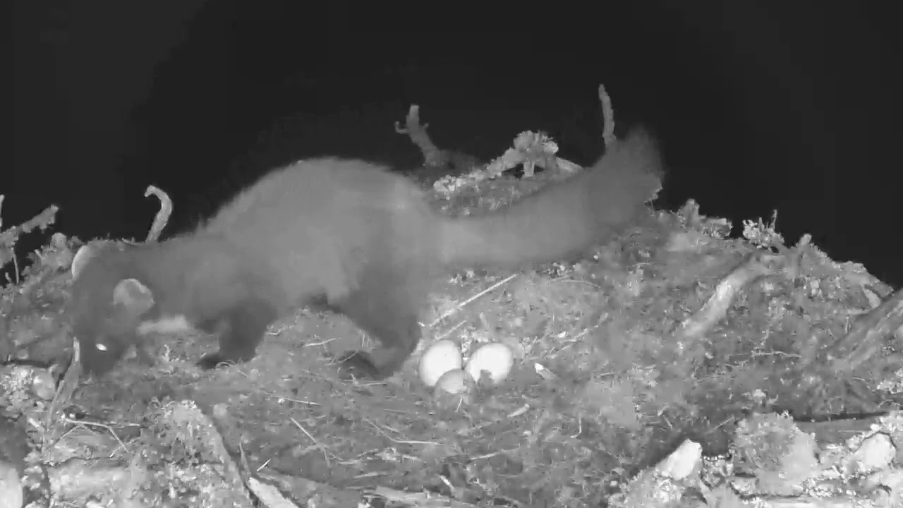 Pine marten steals eggs from nest osprey nest - Loch Arkaig Osprey Cam (2018)