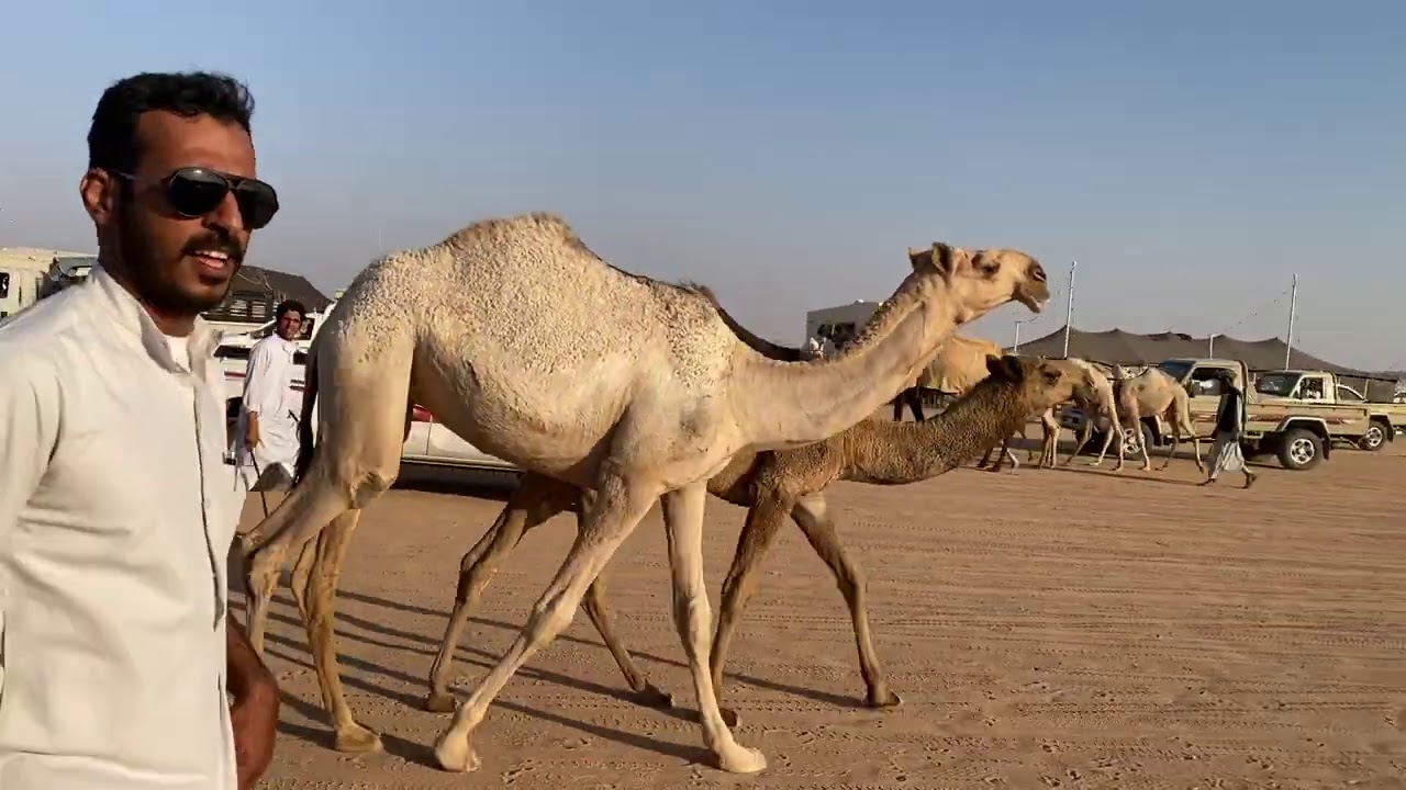 مزاد محافظة ضرية للإبل  للعام الثالث الذي انطلق في 1442/3/13