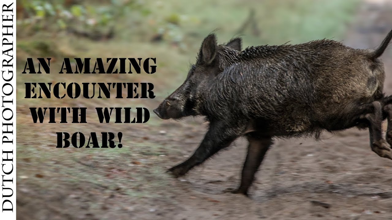 An encounter I did not expect! - Wildlife photography