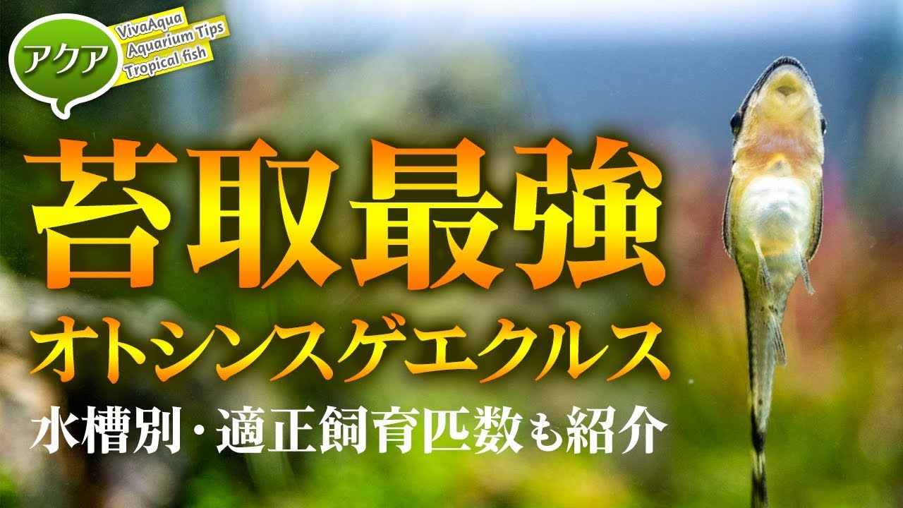 3日でピカピカ、オトシンクルス！苔対策＆水槽別飼育適正匹数 #アクアリウム 【ビバアクア】