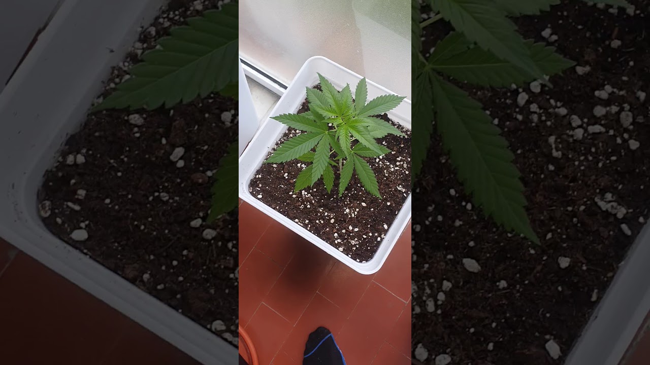 Seguimiento cutivo exterior 1 mes y 2 semanas ( Dia 46 desde germinacion). #WeedNaturalExterior