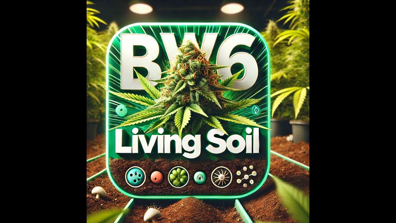 🔥 &bdquo;Bl&uuml;tewoche 6: Betty explodiert auf Living Soil! 🌱💥 | Couple of Plants&ldquo;