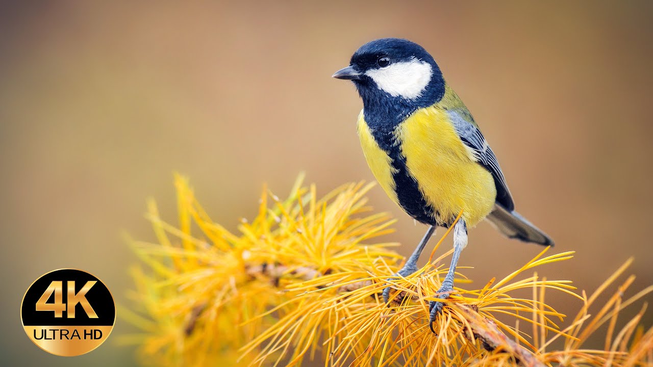 Great tit  (Parus major). Singing birds 4K Ultra HD.