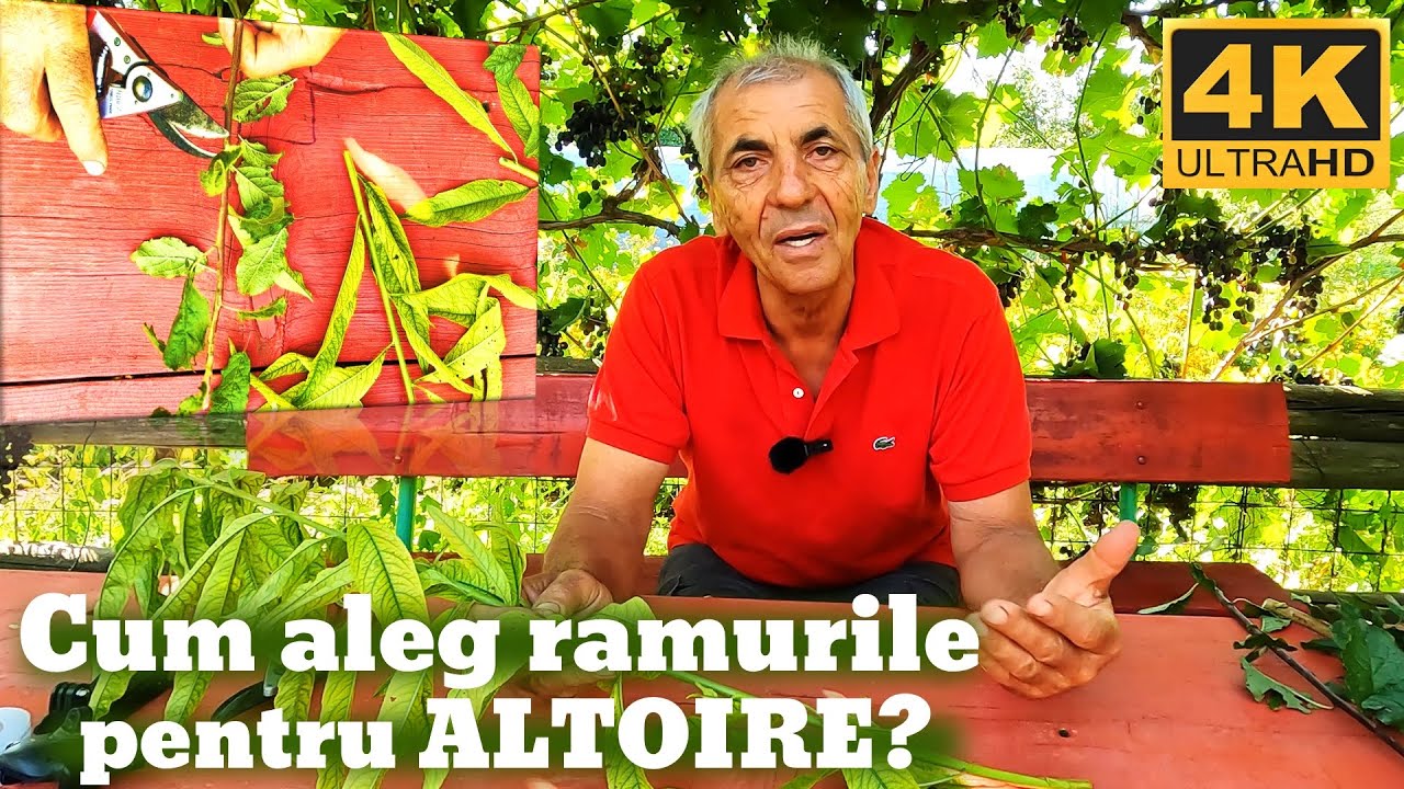 Care ramuri sunt bune pentru altoit?