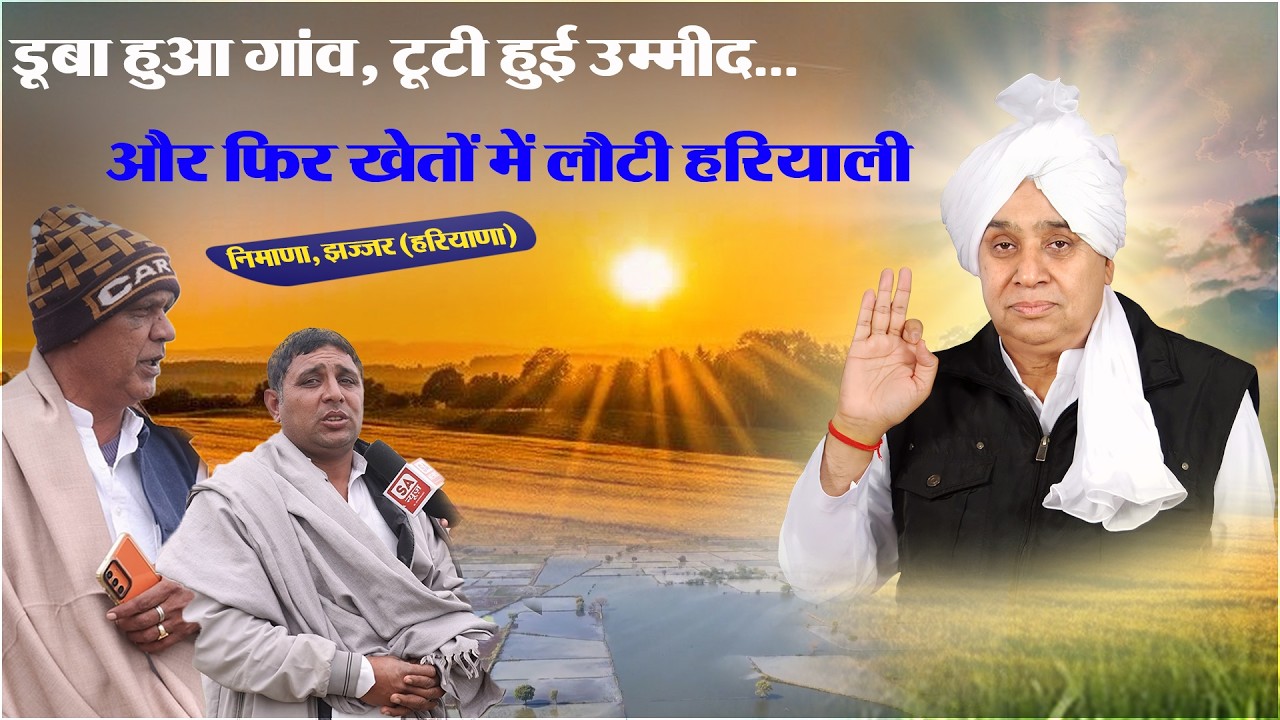 डूबा हुआ था गाँव निमाणा, झज्जर (हरियाणा) फिर खेतों में लौटी हरियाली || SA News Channel