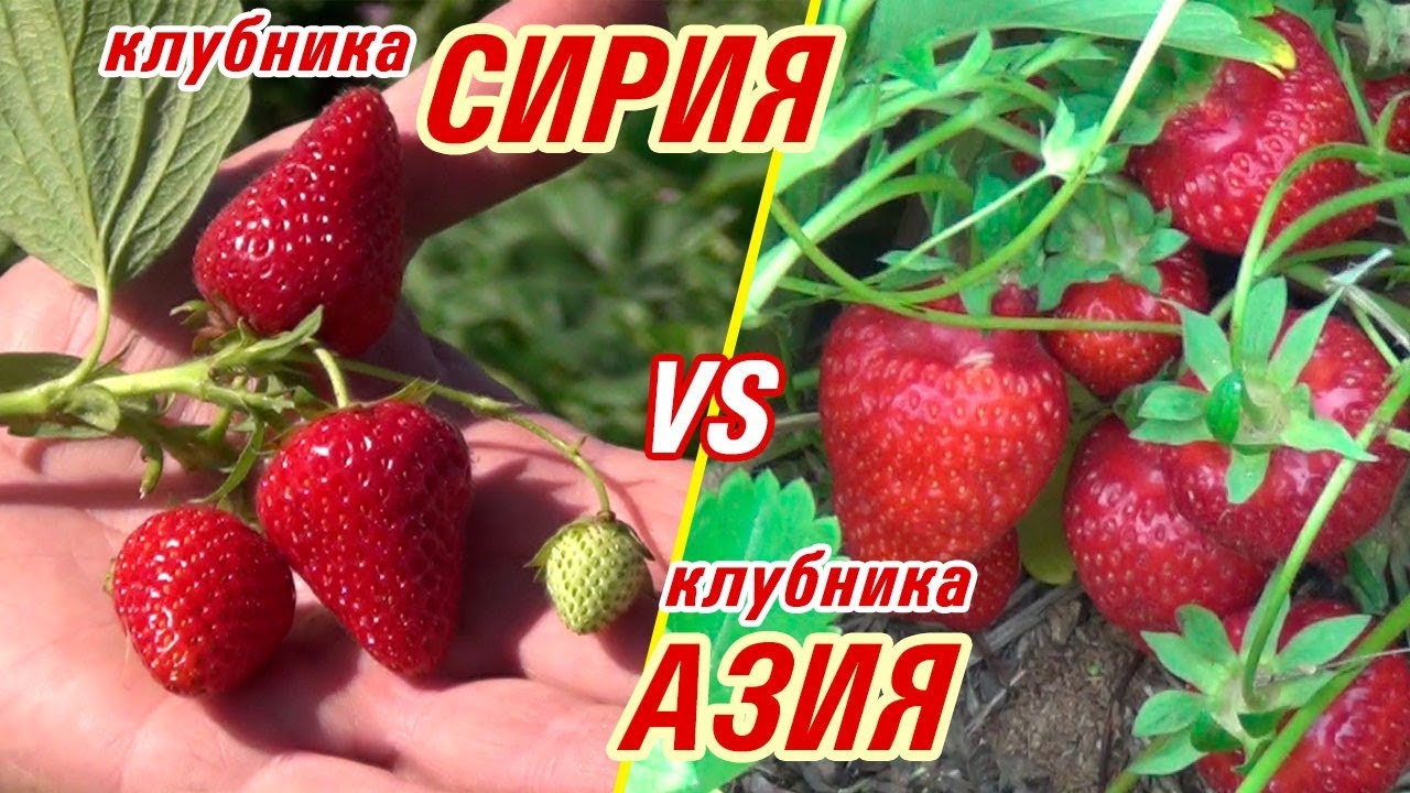 КЛУБНИКА СИРИЯ vs КЛУБНИКА АЗИЯ (26-05-2018)