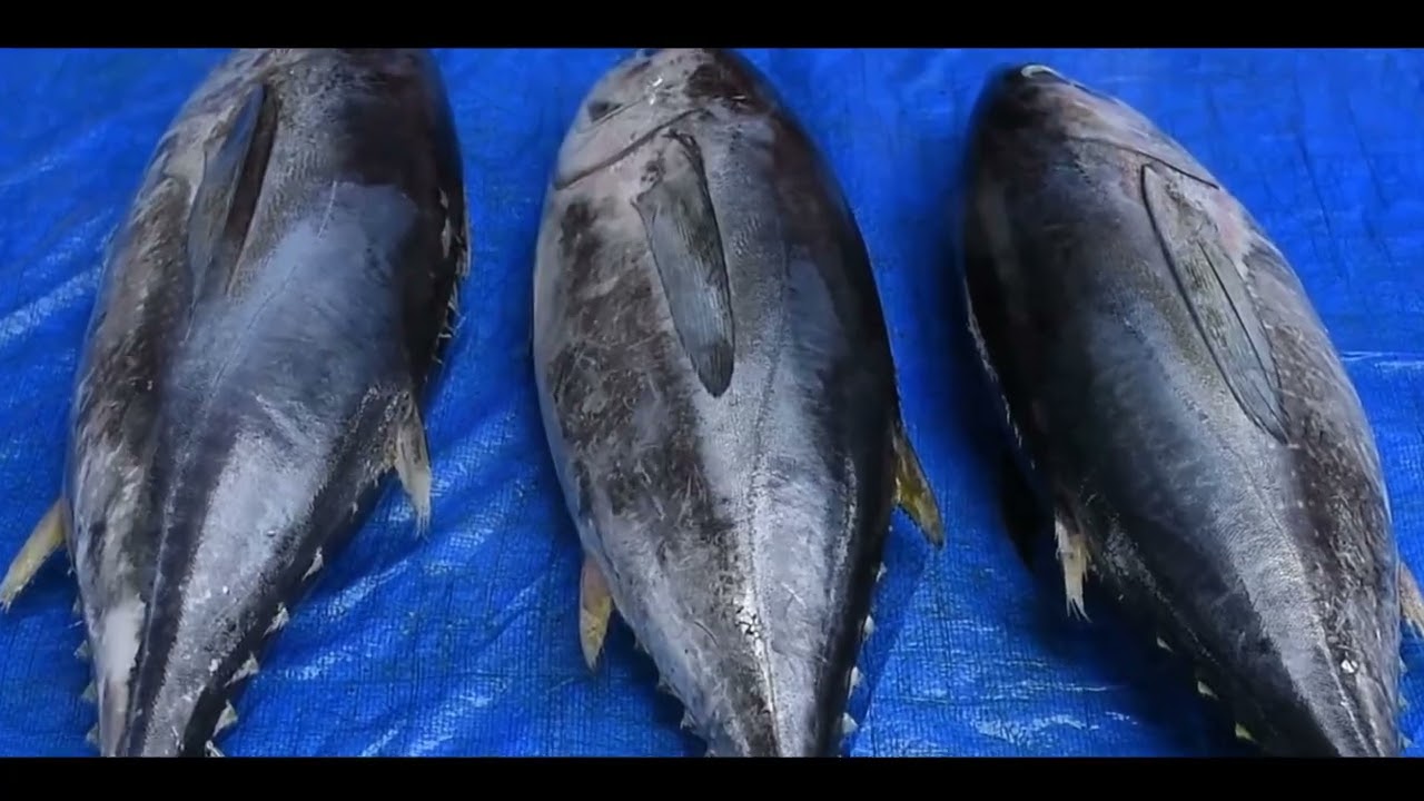Top Tuna Fishing Spots in the Pacific Northwest