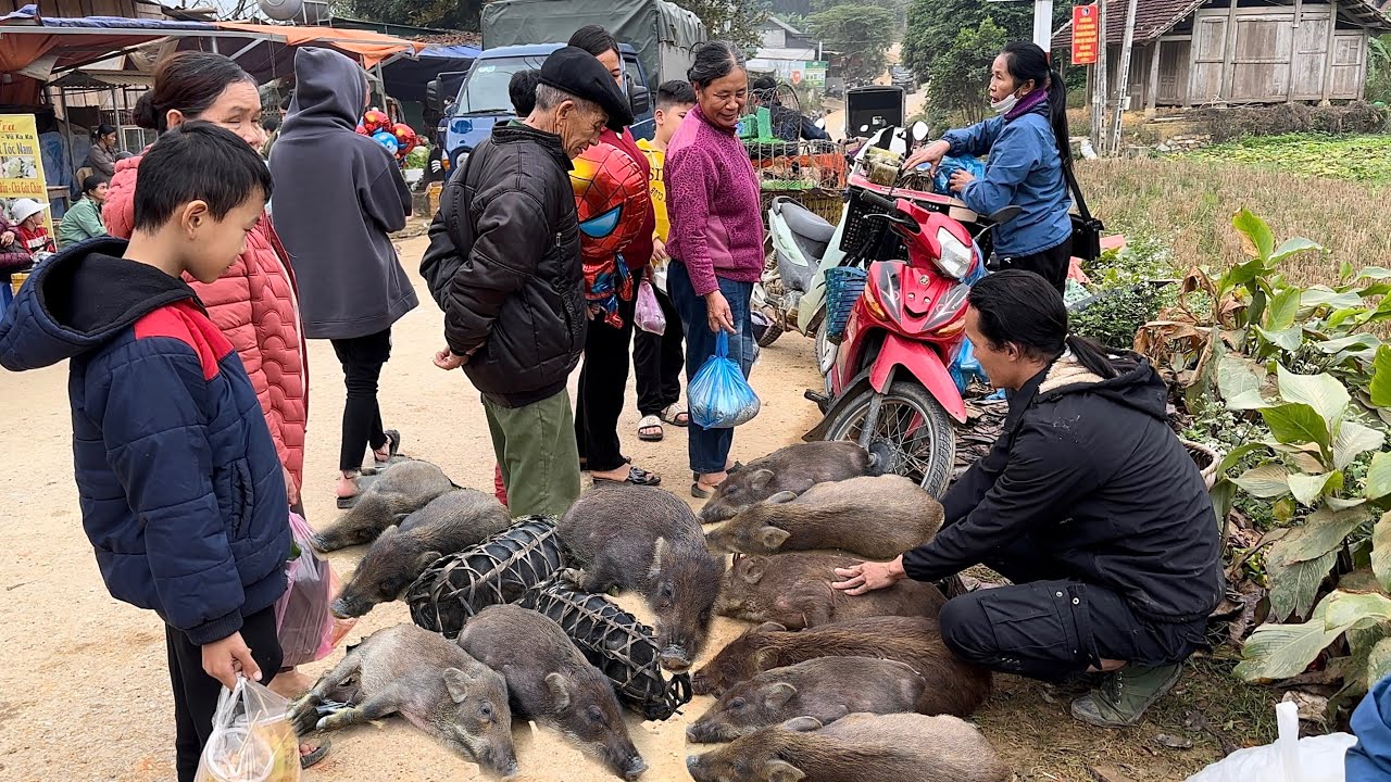 Going to the highland market to sell all the wild pigs, vang hoa , king kong amazon