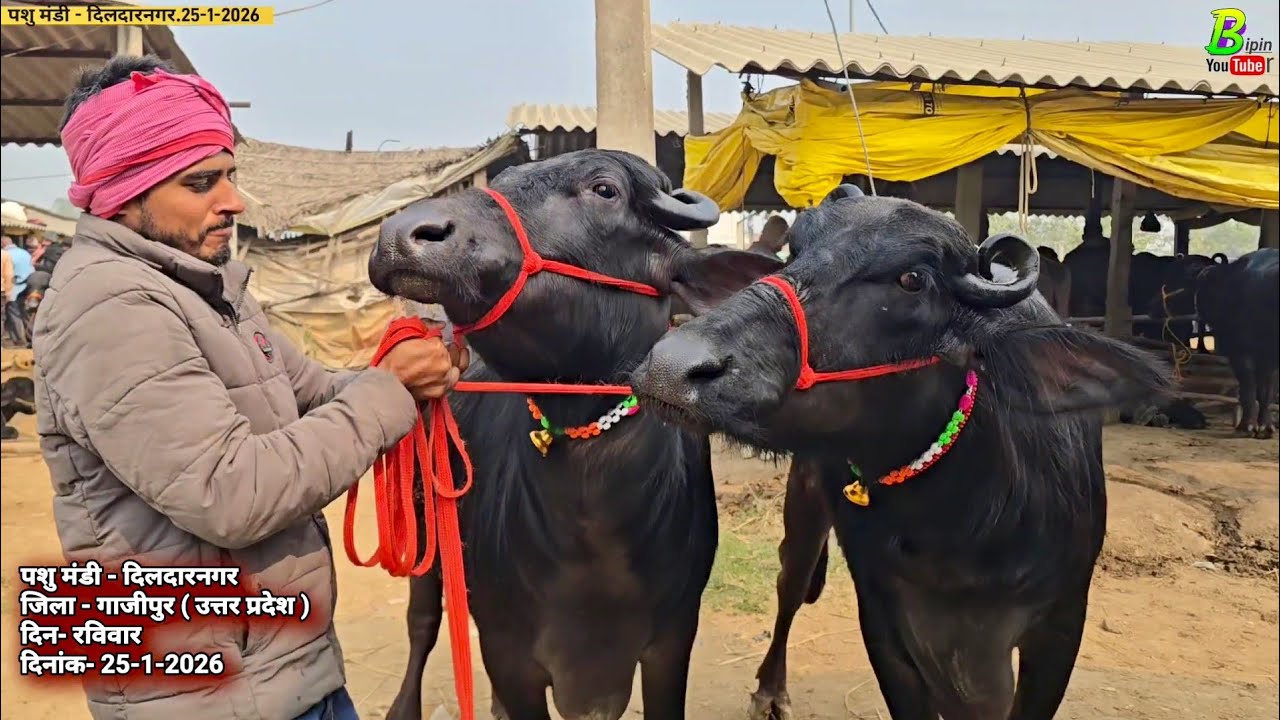 26 जनवरी से एक दिन पहले दिलदारनगर के पशु मंडी मे दुधारू भैंस कम दाम में मिली | Buffalo Mandi 2026