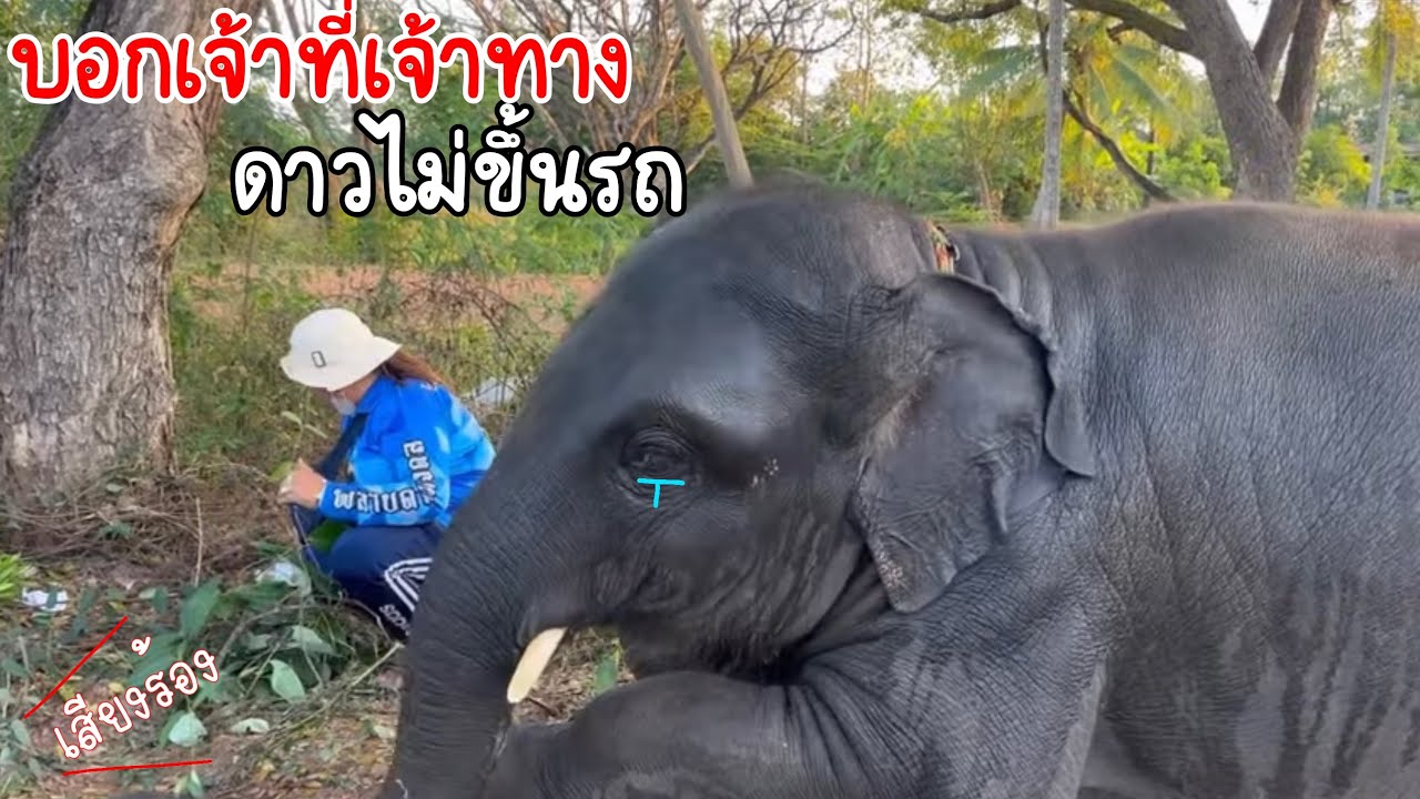 เกิดเหตุอะไรขึ้น‼️ดาวไม่ยอมขึ้นรถ⁉️…..