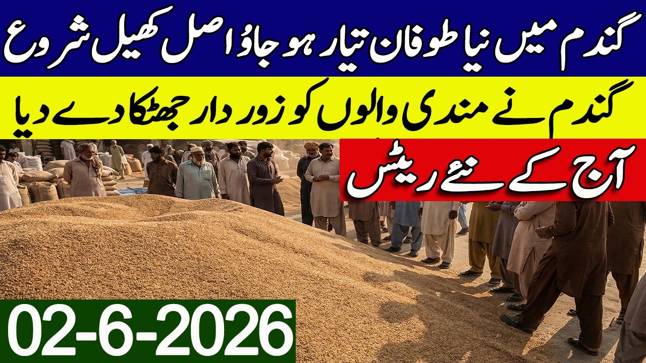 New Gandum Rates Today 2026 || New Wheat Price Today || Gundam kay Rates Today 2026