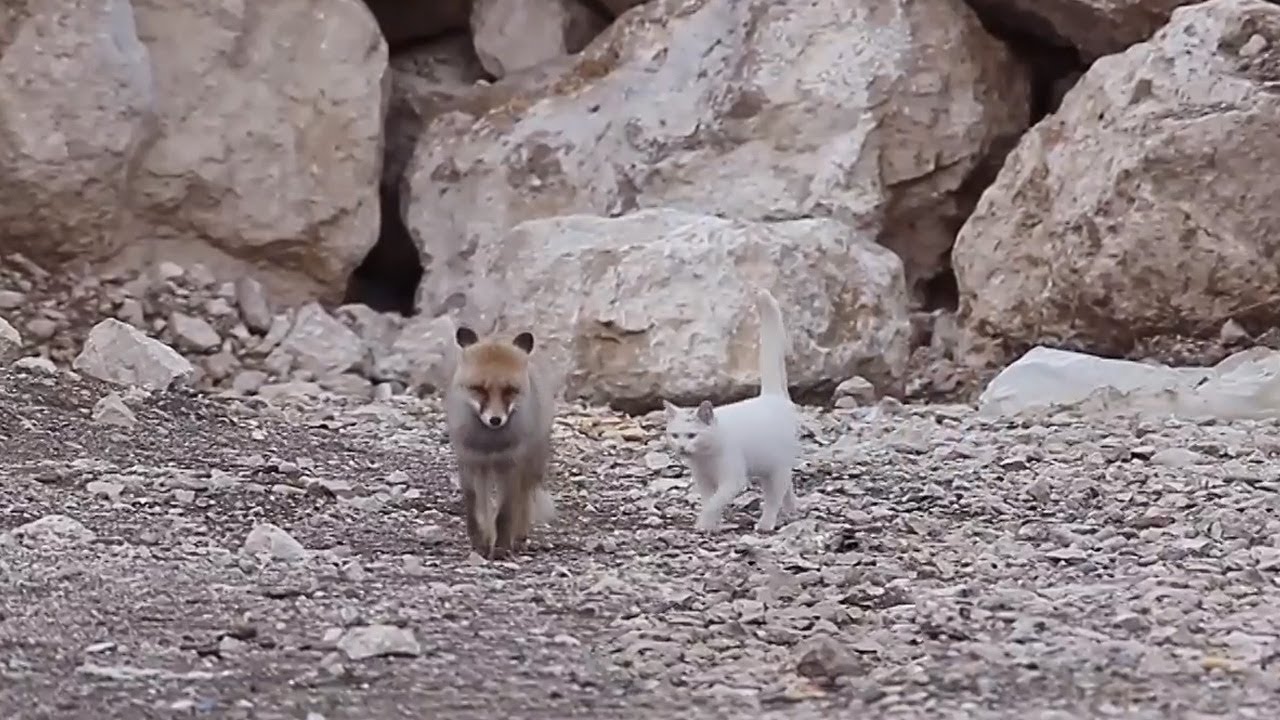 This Cat Is Best Friends With Wild Fox