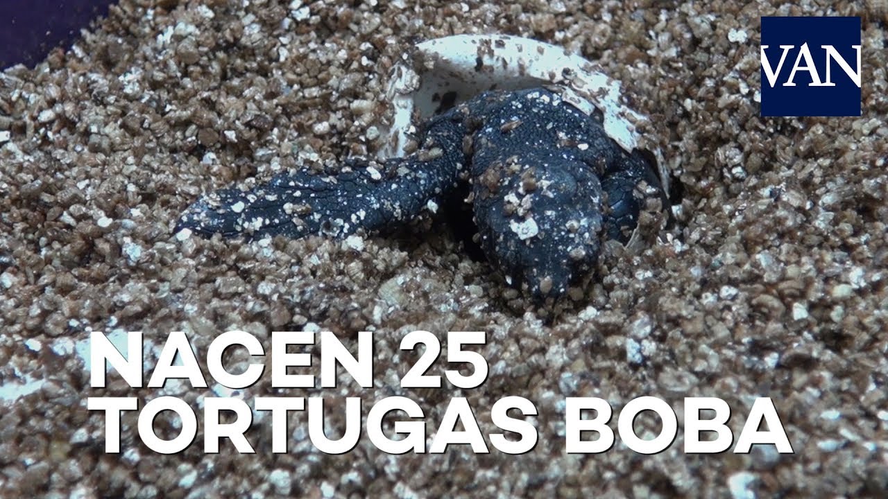 Nacen las tortugas boba de Mataró