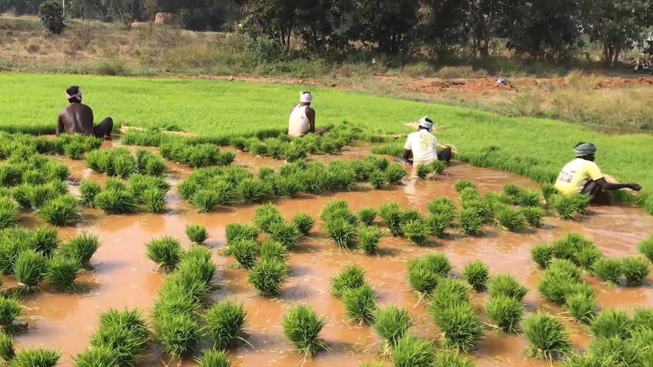 MORDERN RICE GROWING TECHNIQUES WITH KILIMO TRUST IN UGANDA
