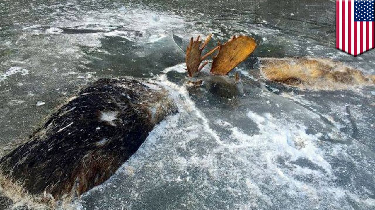 Battle to the death: two moose in Alaska found frozen in ice with antlers locked - TomoNews